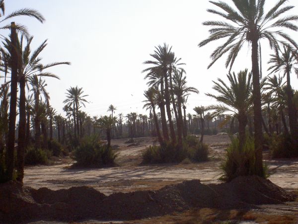 Plam Trees in Marakech
