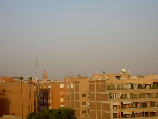 Plam Trees in Marakech