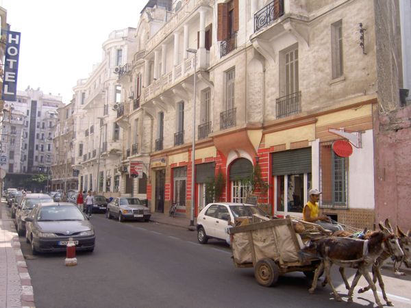 Plam Trees in Marakech