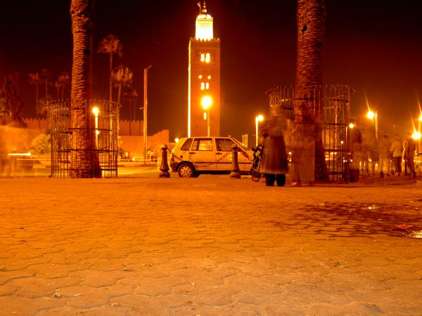 Plam Trees in Marakech