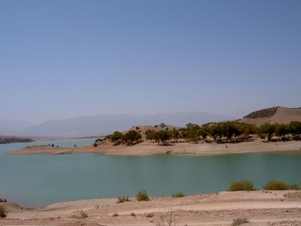 Plam Trees in Marakech