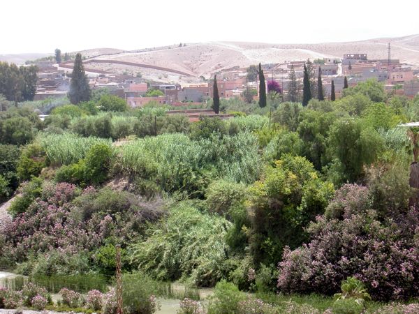 Plam Trees in Marakech